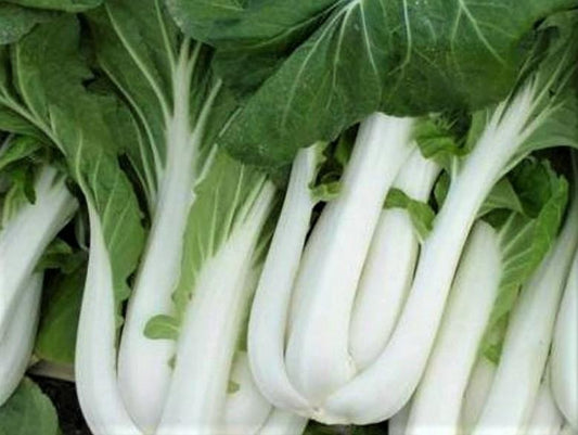Pak Choi, White Stem F1 - LifeForce Seeds