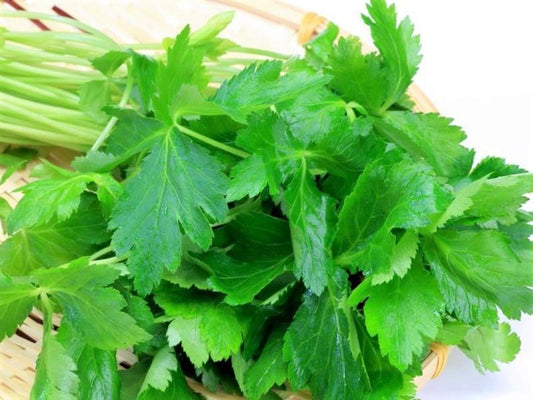 Mitsuba Japanese Parsley - LifeForce Seeds