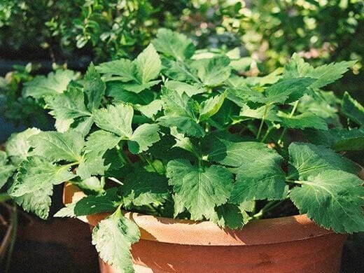 Mitsuba Japanese Parsley - LifeForce Seeds