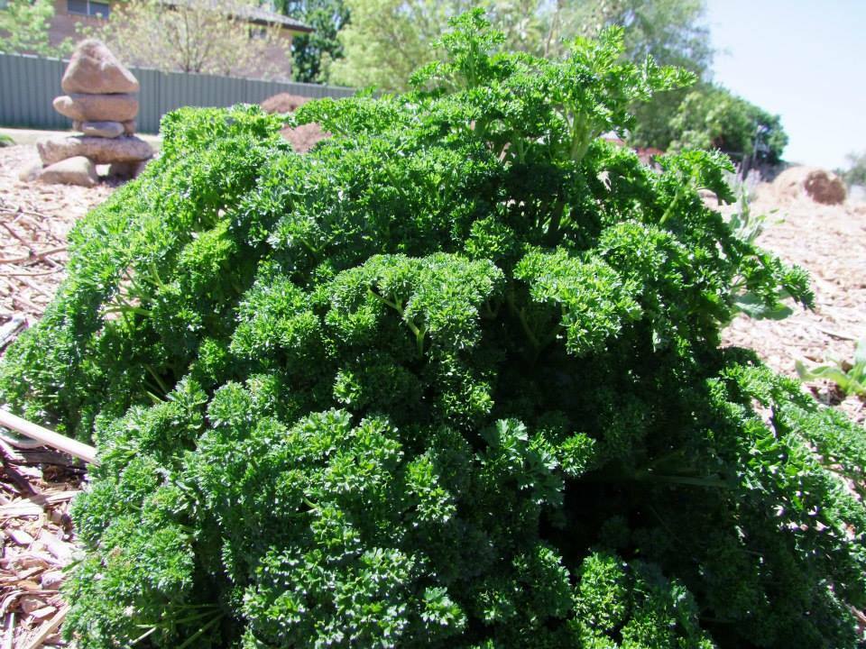 Parsley, Triple curl - LifeForce Seeds