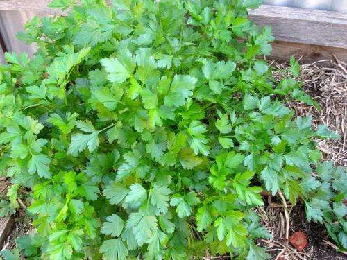 Parsley Italian Flat Leaf - LifeForce Seeds