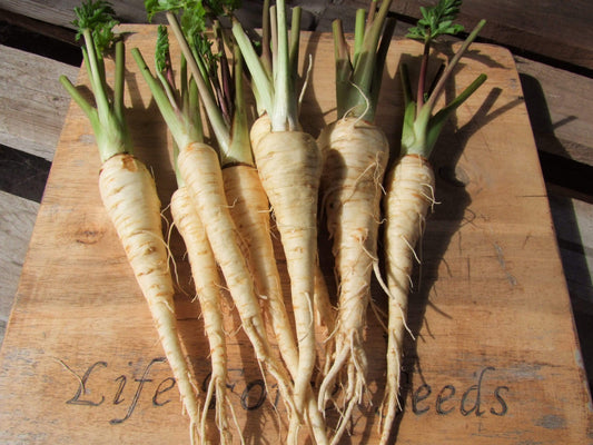 Parsnip Hollow Crown - LifeForce Seeds