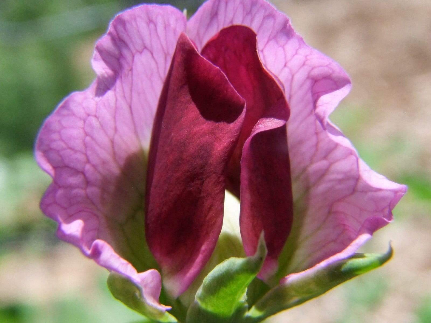 Snow Pea, Yukomo Giant - LifeForce Seeds