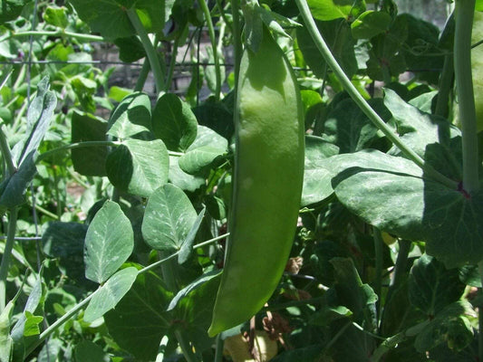 Snow Pea, Yukomo Giant - LifeForce Seeds