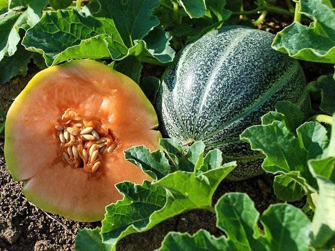 Rockmelon, Petit Gris De Rennes - LifeForce Seeds