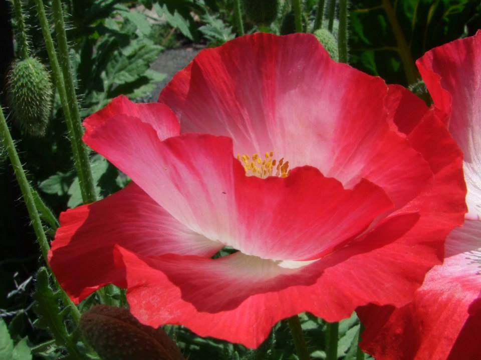 Poppy, Shirley Double Mix - LifeForce Seeds