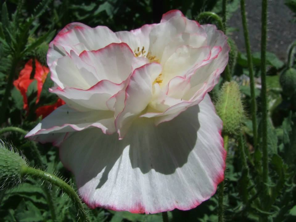 Poppy, Shirley Double Mix - LifeForce Seeds