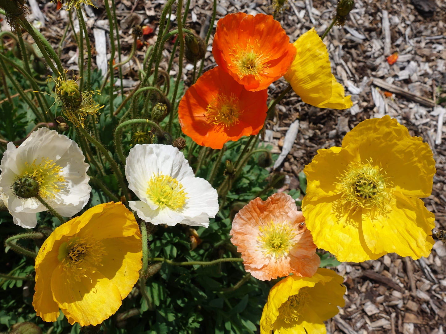 Poppy Iceland, Summer Breeze Mix - LifeForce Seeds
