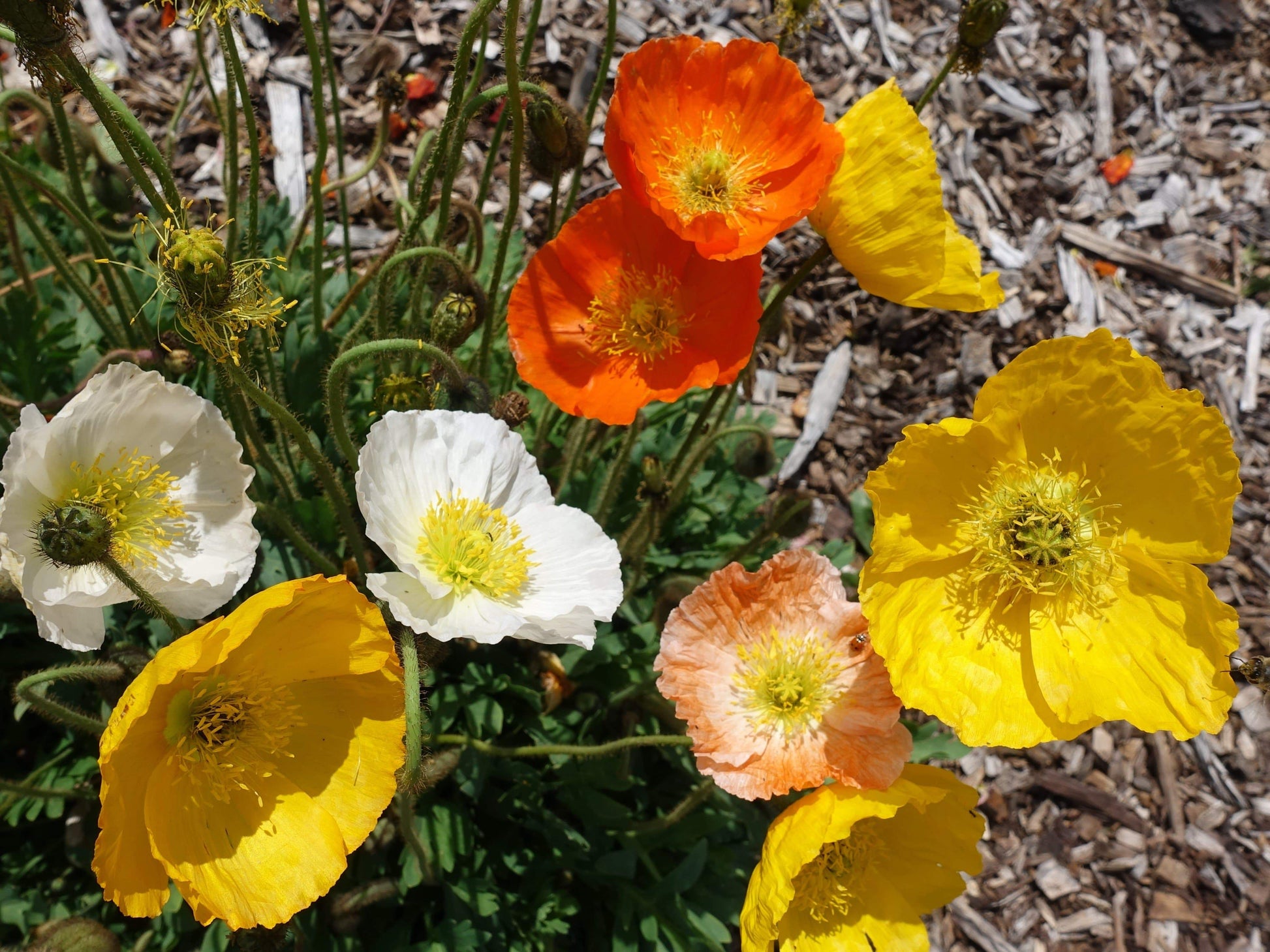 Poppy Iceland, Summer Breeze Mix - LifeForce Seeds