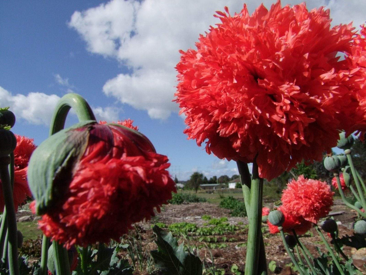 Poppy, Peony Double Coral Pink - LifeForce Seeds