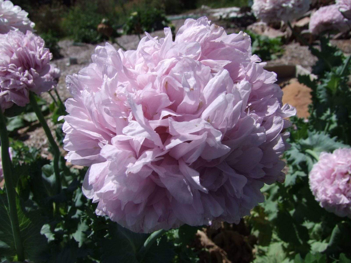 Poppy, Peony Double Lilac - LifeForce Seeds