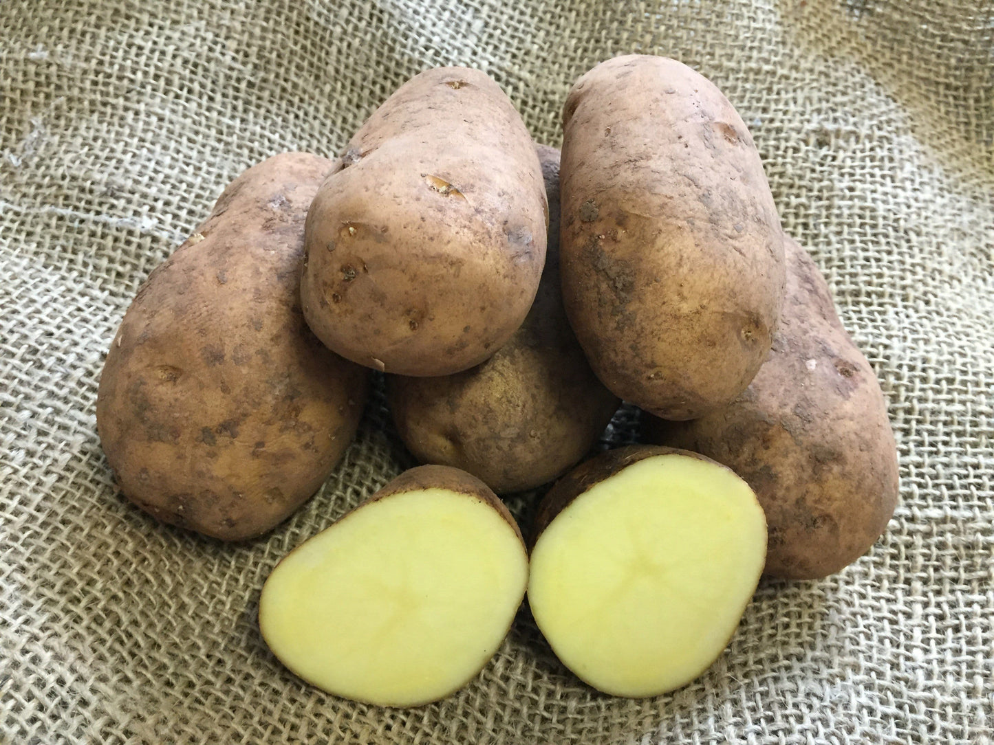 CERTIFIED SEED POTATO NICOLA (1kg tubers) - LifeForce Seeds