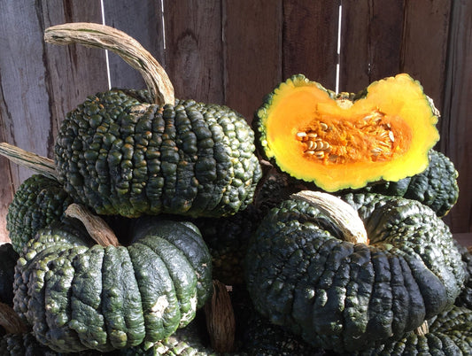 Pumpkin, Australian Ironbark - LifeForce Seeds