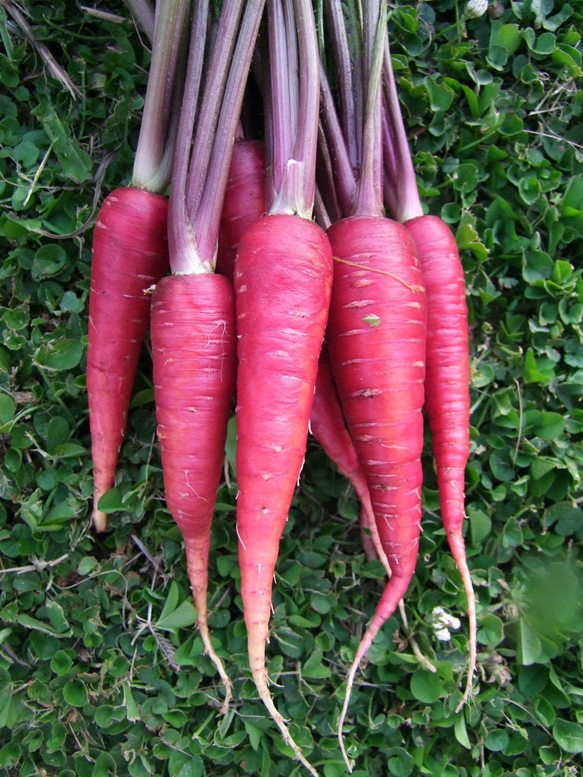 Carrot Purple Dragon - LifeForce Seeds
