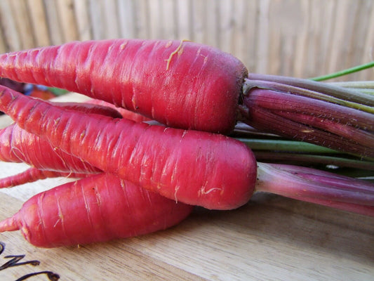 Carrot Purple Dragon - LifeForce Seeds