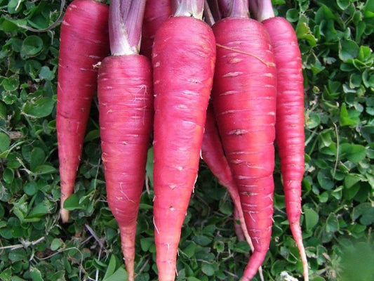 Carrot Purple Dragon - LifeForce Seeds