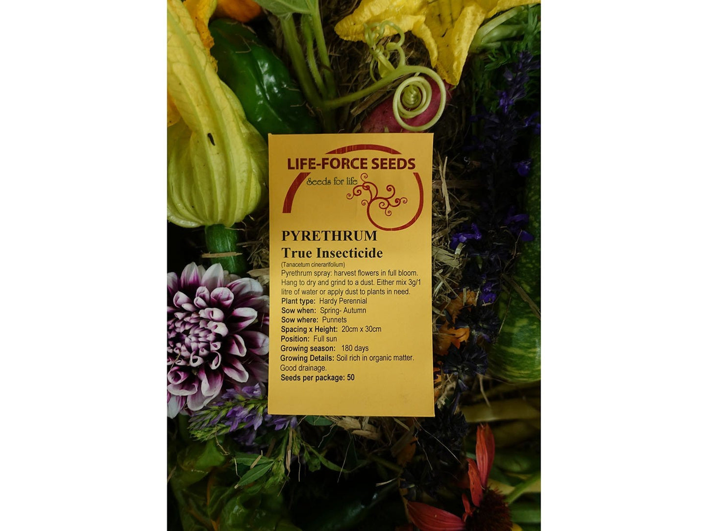 Pyrethrum True Insecticide - LifeForce Seeds