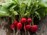 Radish, Champion - LifeForce Seeds