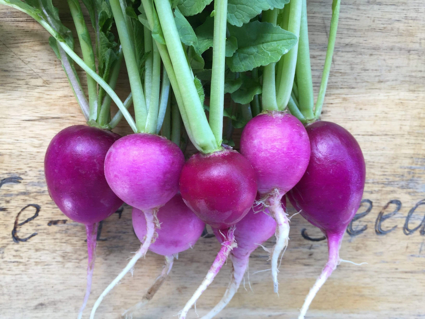 Radish, Purple Plum - LifeForce Seeds