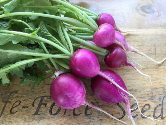 Radish, Purple Plum - LifeForce Seeds