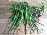 Radish, Rat-tail - LifeForce Seeds