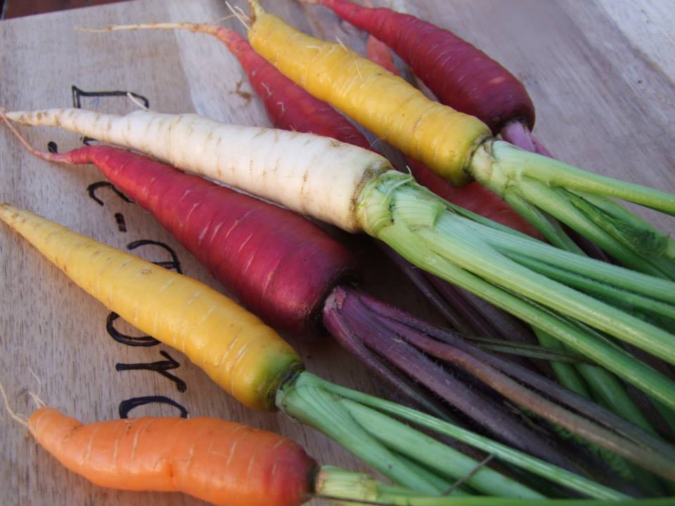 Life-Forces Seeds Gift Vouchers - LifeForce Seeds