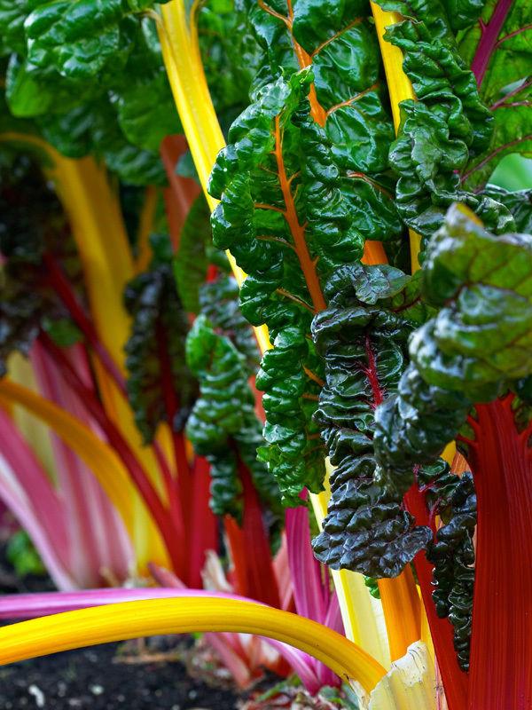 Silverbeet/ Swiss Chard Rainbow Colour - LifeForce Seeds