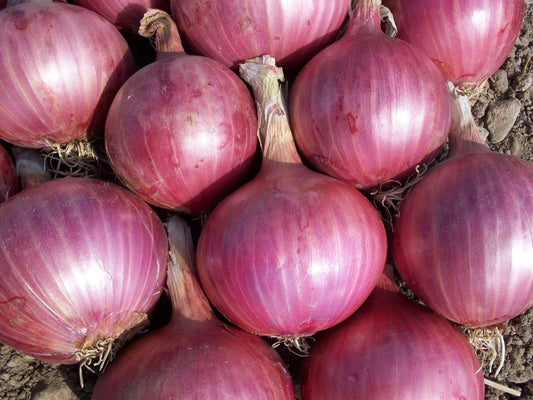 Onion Red Burgundy - LifeForce Seeds