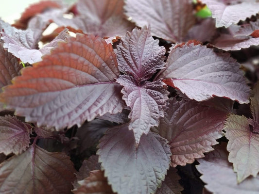 Perilla/Shiso, Japanese Red - LifeForce Seeds