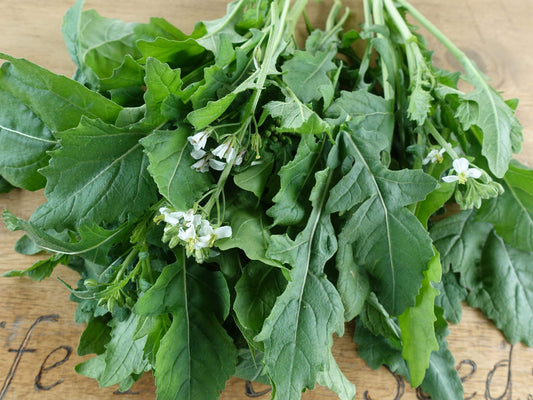 Rocket, Wasabi - LifeForce Seeds