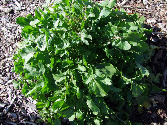 Rocket, Salad - LifeForce Seeds