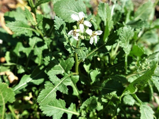 Rocket, Wasabi - LifeForce Seeds