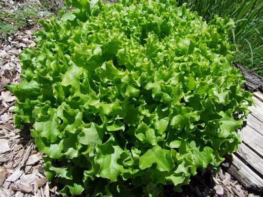 Lettuce Salad Bowl Green - LifeForce Seeds