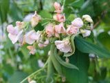 Bean Runner Sunset - LifeForce Seeds