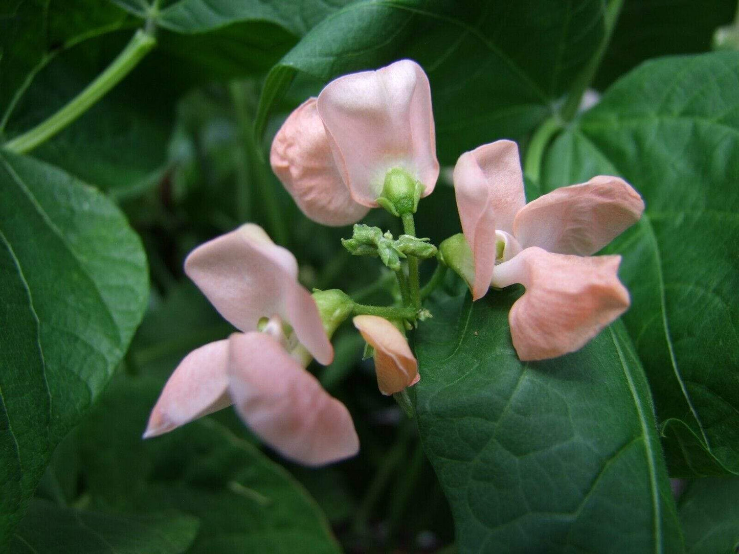 Bean Runner Sunset - LifeForce Seeds