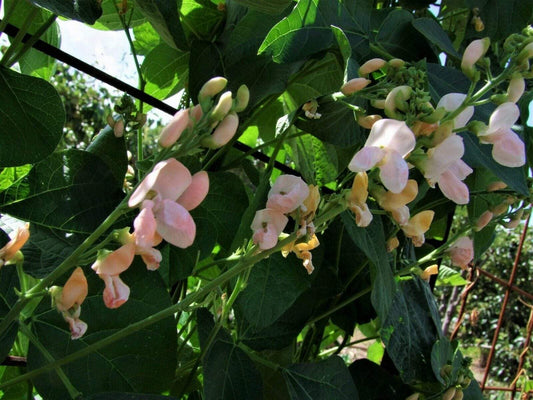 Bean Runner Sunset - LifeForce Seeds