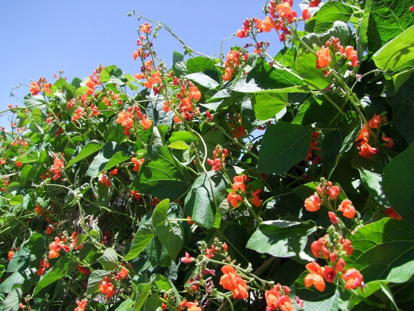 Bean Runner Scarlet - LifeForce Seeds