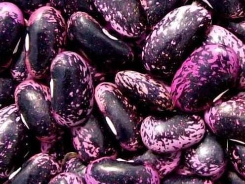 Bean Runner Scarlet - LifeForce Seeds