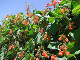 Bean Runner Scarlet - LifeForce Seeds