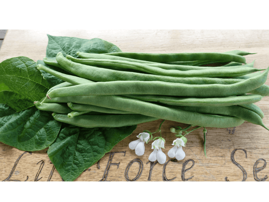 Bean Climbing Lazy Housewife - LifeForce Seeds