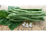 Bean Climbing Lazy Housewife - LifeForce Seeds