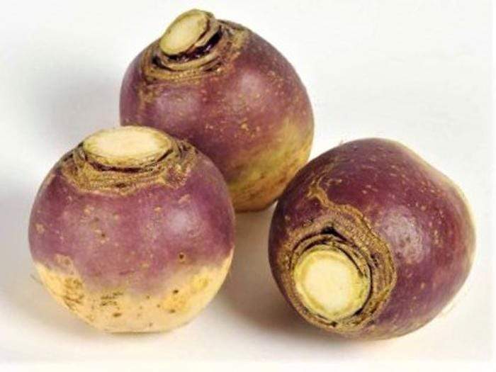 Swede American Purple Top - LifeForce Seeds