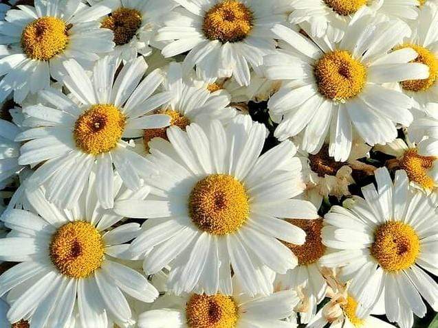 Shasta Daisy - LifeForce Seeds