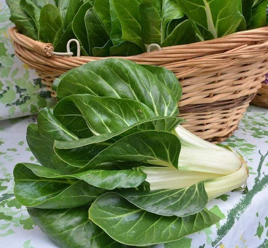 Silverbeet/ Swiss Chard Barese - LifeForce Seeds