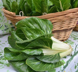 Silverbeet/ Swiss Chard Barese - LifeForce Seeds