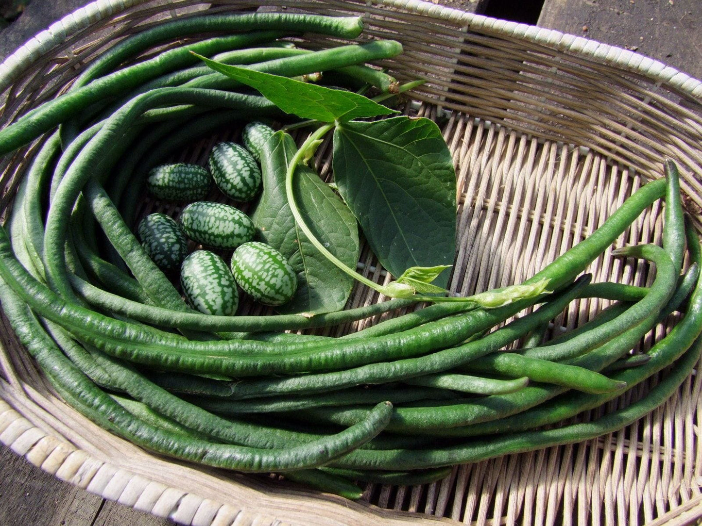 Bean Climbing Snake Red Dragon - LifeForce Seeds