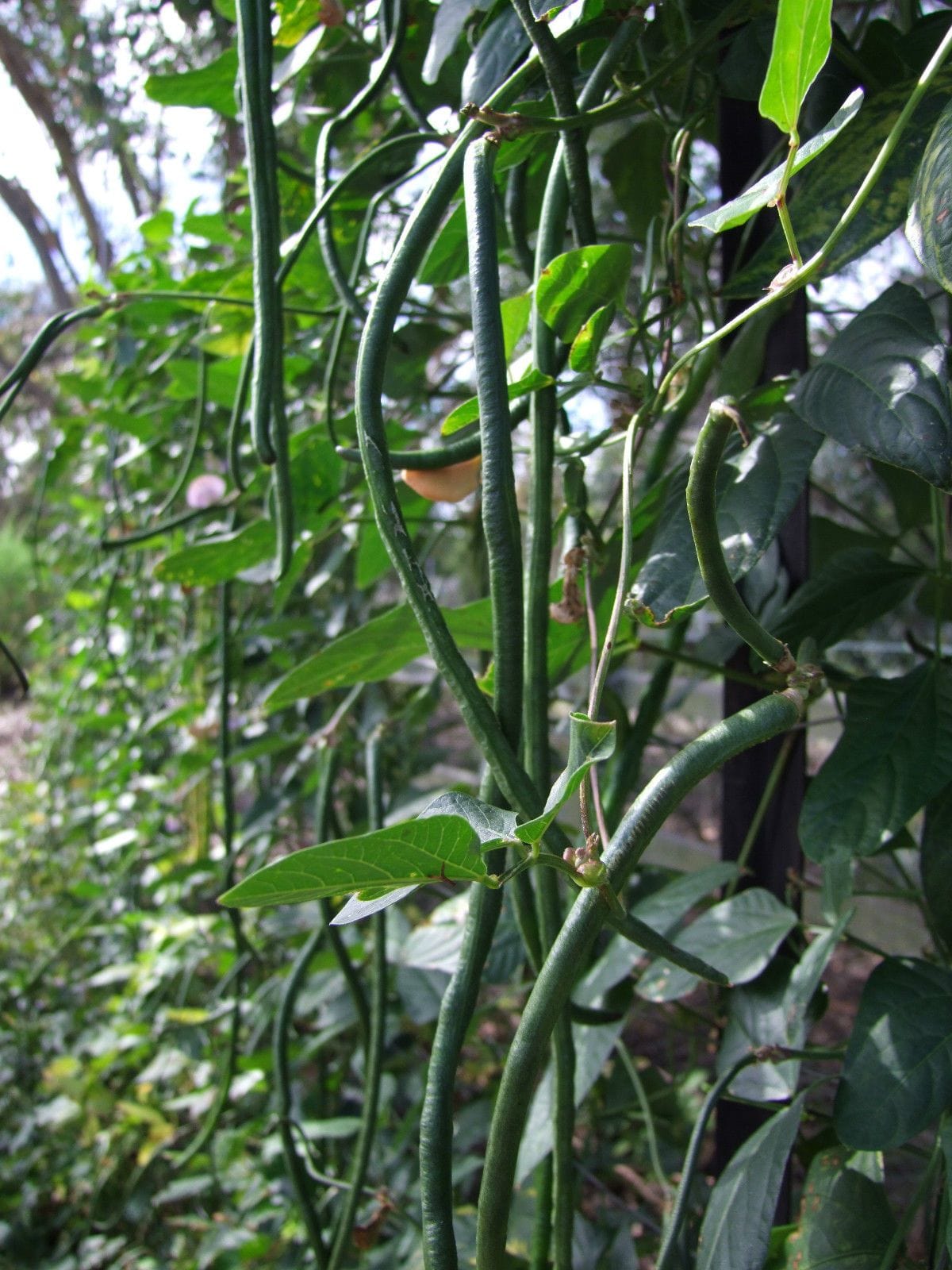 Bean Climbing Snake Red Dragon - LifeForce Seeds