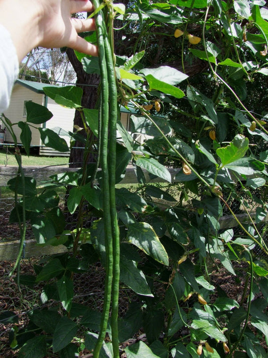 Bean Climbing Snake Red Dragon - LifeForce Seeds