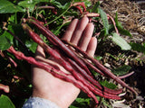 Bean Bush, Snake Red Noodle - LifeForce Seeds
