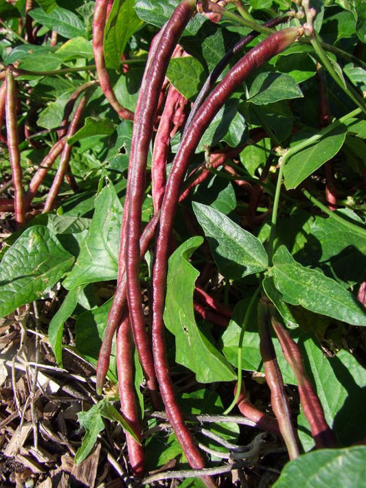 Bean Bush, Snake Red Noodle - LifeForce Seeds